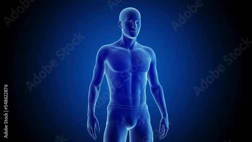 3d rendered medical animation of a man's transformation from an endomorph to a mesomorph photo