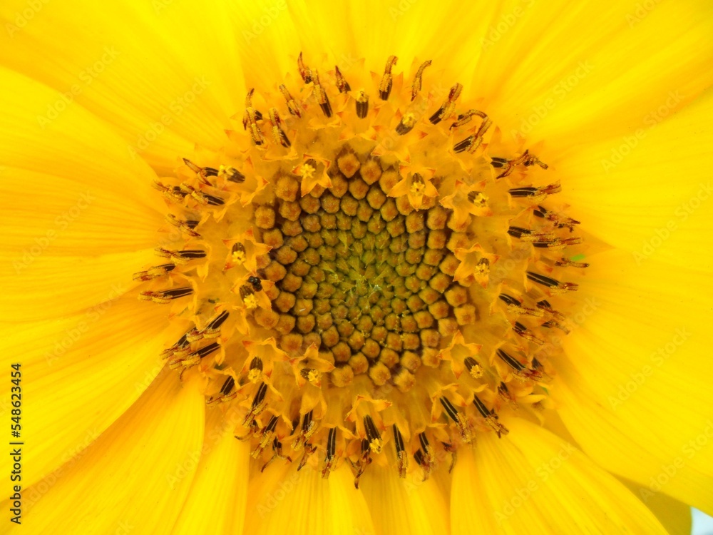 sunflower close up sunflower close up
