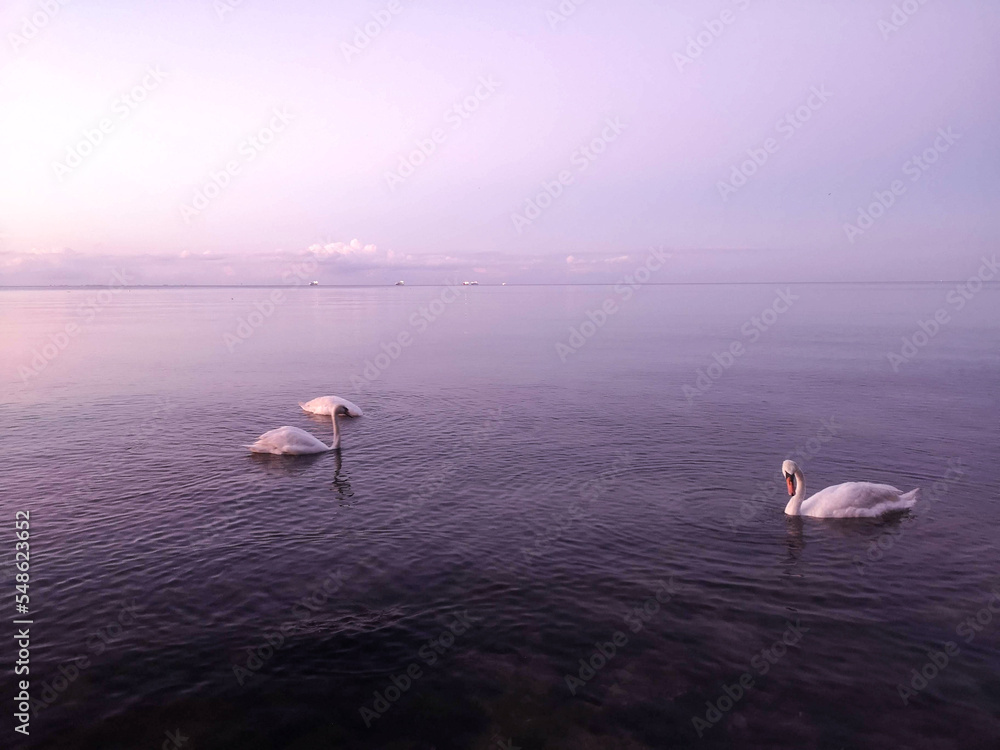 Swan in Gdynia. Magical view.
