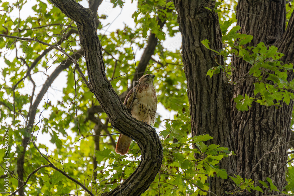 Juvenile Red-tailed Hawk Perched In A Tree In Summer Juvenile Red-tailed Hawk Perched In A Tree In Summer