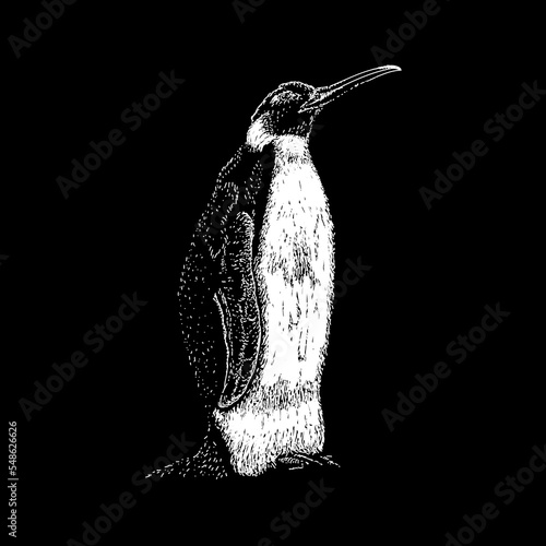 Icadyptes hand drawing vector isolated on black background.