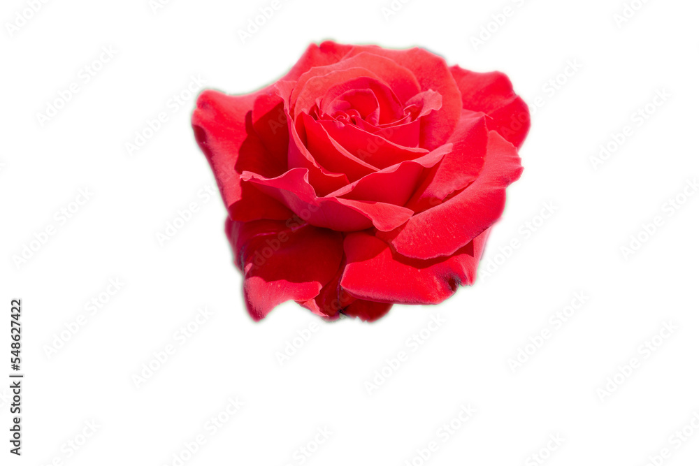 切抜き素材 綺麗な薔薇の花 切抜き素材 綺麗な薔薇の花