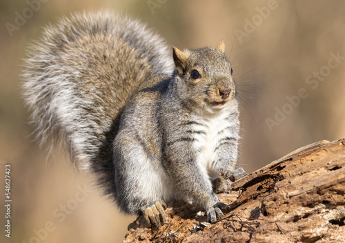 Fotografie The eastern grey squirrel is the largest tree squirrel found in eastern Canada