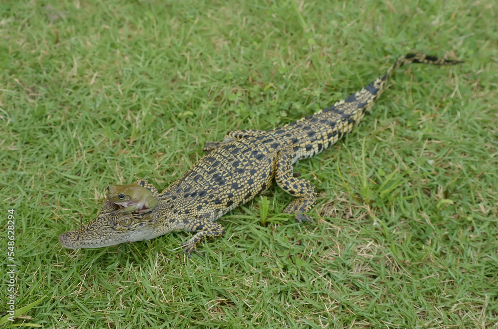 Crocodile and green frog are on the green grass Crocodile and green frog are on the green grass