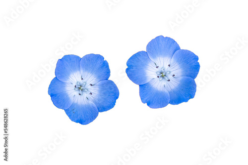 切抜き素材　鮮やかな青色のネモフィラの花