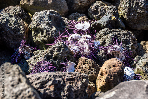 Purple sea urchins on rocks