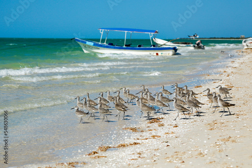 Mexico, Celestun, Group of sandpipers on beach photo