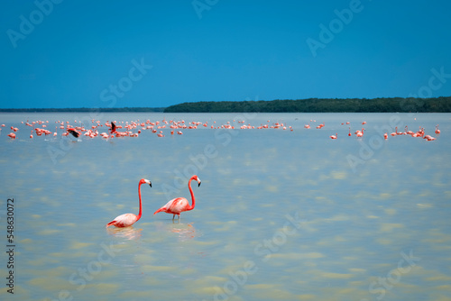 Mexico, Celestun, Pink flamingos wading in water at Reserva de la Biosfera Ria Celestun