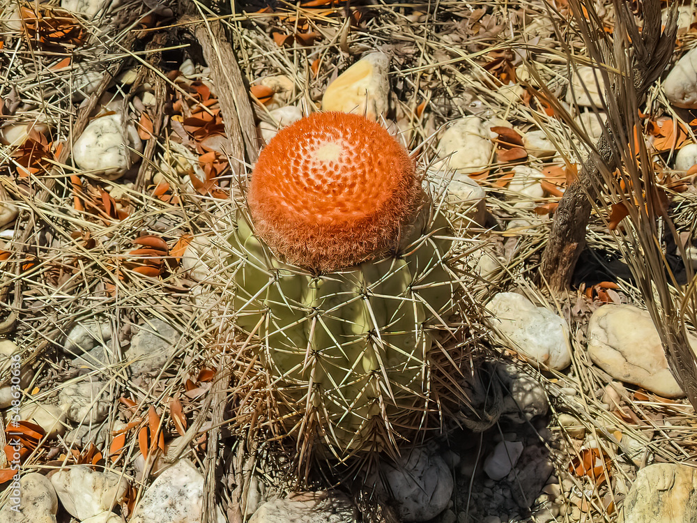 The melon cactus (Melocactus) is a genus of cacti with more than 30 species. Growers enjoy these cacti for their aesthetically interesting cephalium, a bristly red or white structure. The melon cactus (Melocactus) is a genus of cacti with more than 30 species. Growers enjoy these cacti for their aesthetically interesting cephalium, a bristly red or white structure.
