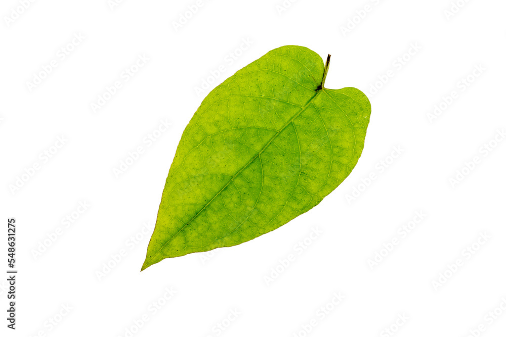 Fototapeta premium 切抜き素材 変わった形の葉っぱ
