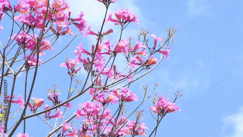 Pink flowers of a tree fluttering in the wind. Pink flowers of a tree fluttering in the wind.