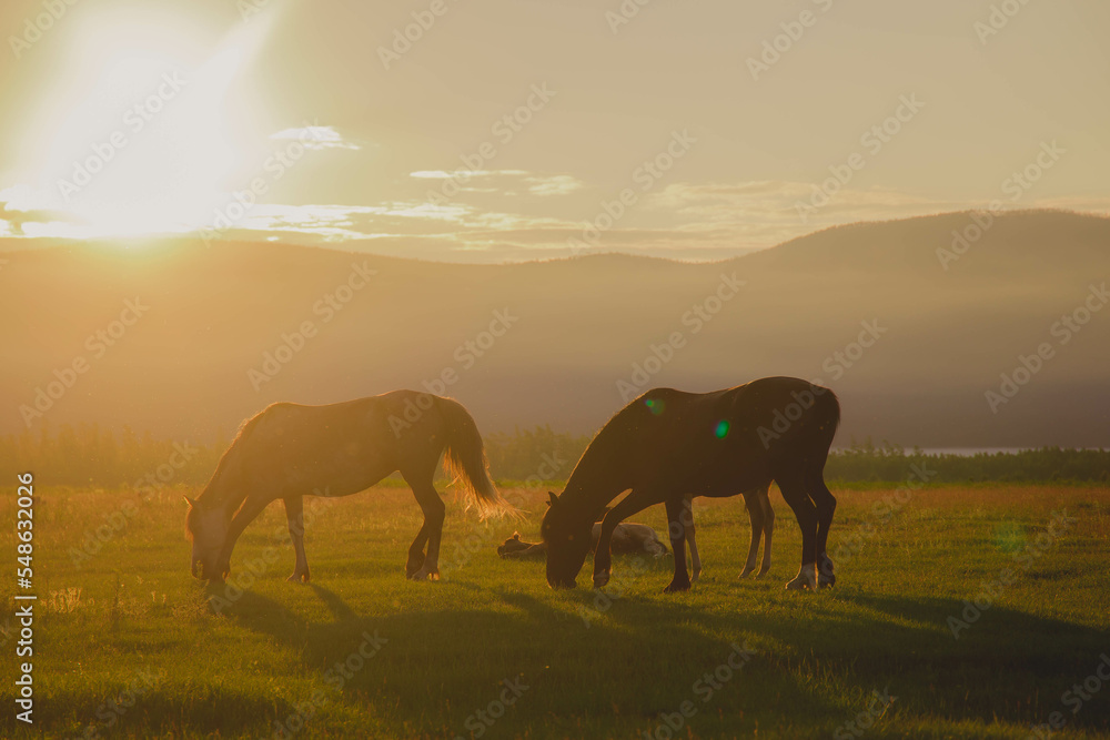 horses graze in the field against the background of the evening sunset horses graze in the field against the background of the evening sunset