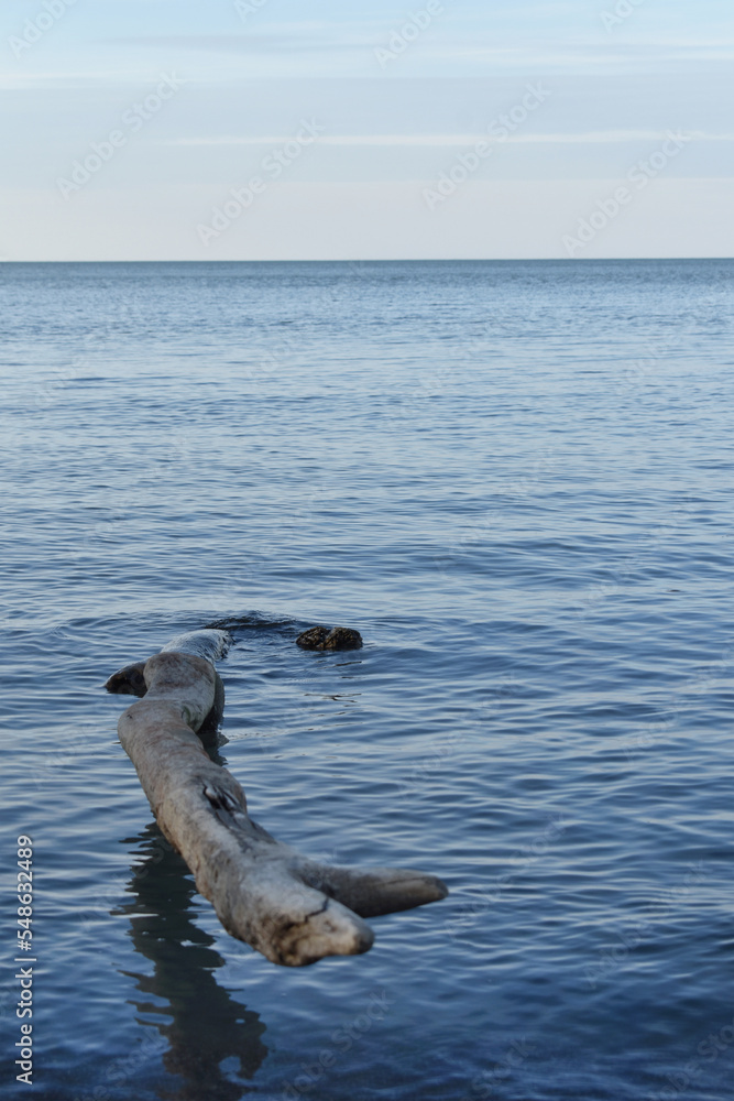Fototapeta premium Driftwood in Calm Water