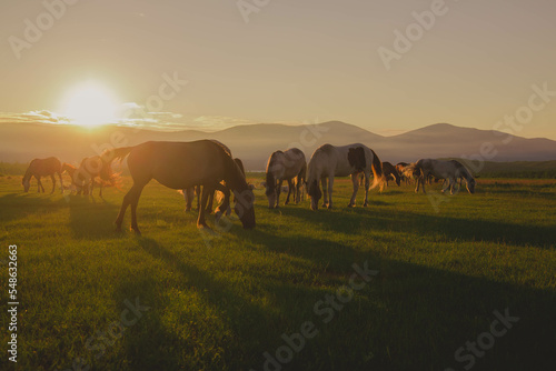 a herd of horses grazes on a green meadow in the evening © Дмитрий Ткачев
