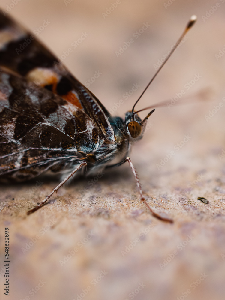 Obraz premium butterfly on the ground