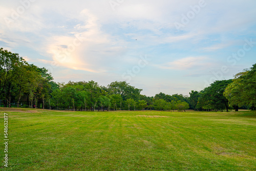 Green tree forest green lawn in outdoor park sunset against blue sky