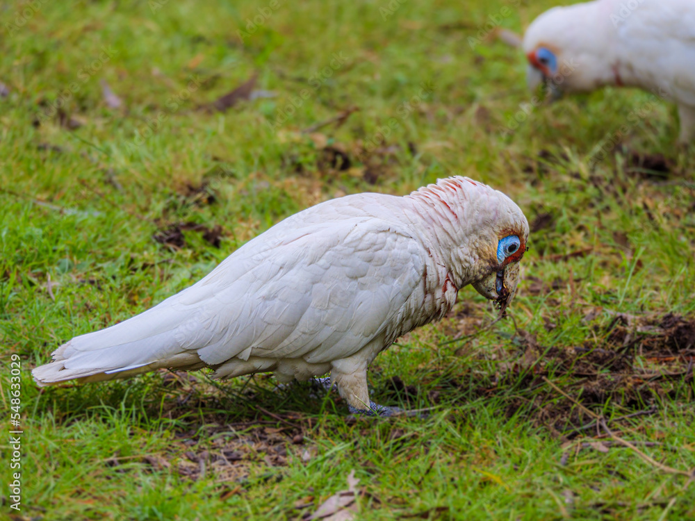 Fototapeta premium Corella Feeds