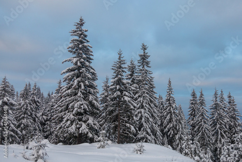 The first snow on the tree branches in the winter forest. Spruce trees covered with white fluffy snow. The Carpathians