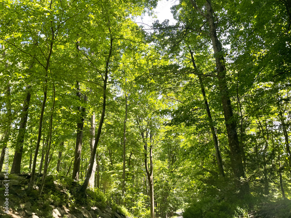 green forest in the morning green forest in the morning