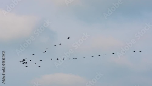 Wallpaper Mural A group of Phalacrocorax carbo flying in the air. Slow motion. Aogu Wetlands Forest Park is a base for eco-tourism. Dongshi Township,  Chiayi County, Taiwan Torontodigital.ca