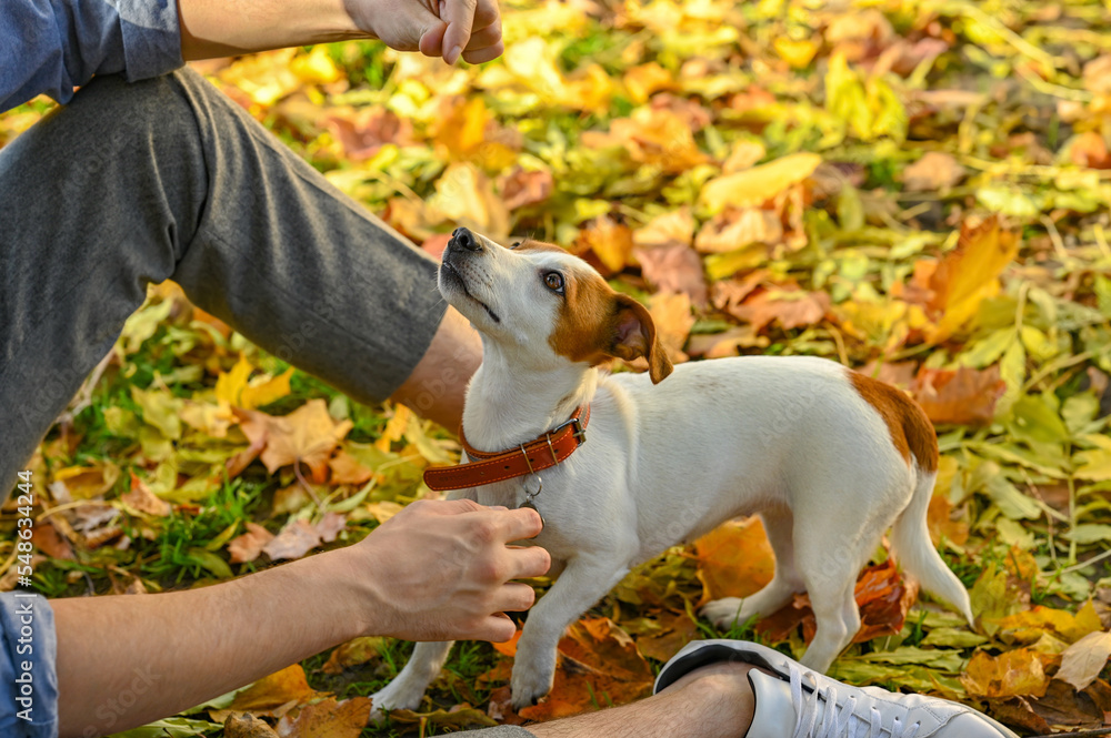 Man with adorable Jack Russell Terrier in autumn park, closeup. Dog walking