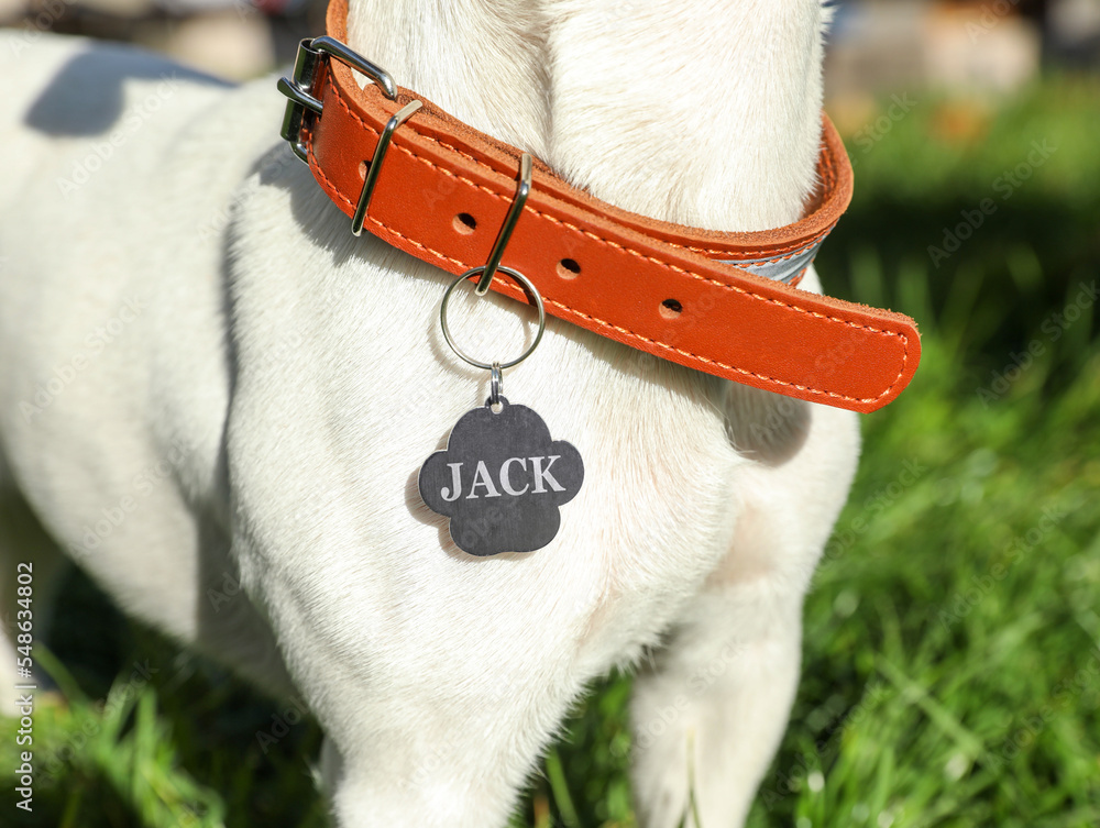 Εκτύπωση καμβά Dog in collar with metal tag on green grass outdoors, closeup