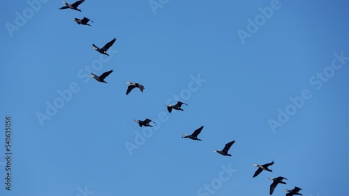 A group of Phalacrocorax carbo flying in the air. Slow motion. Aogu Wetlands Forest Park is a base for eco-tourism. Dongshi Township,  Chiayi County, Taiwan