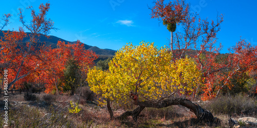 Autumn foliage of cottonwood forest in the Aqua Tibia Wilderness with the mountain view in Temecula, Southern California