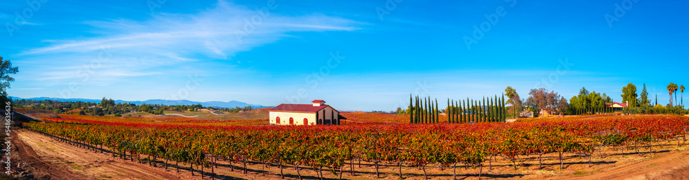 Autumn grapevine foliage and scenic vineyard landscape in Temecula Valley, Southern California