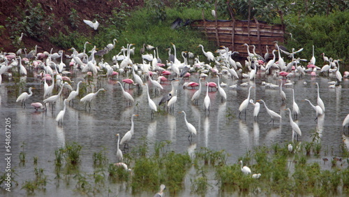 Flock of wading birds in the La Segua wetland near Chone, Ecuador photo