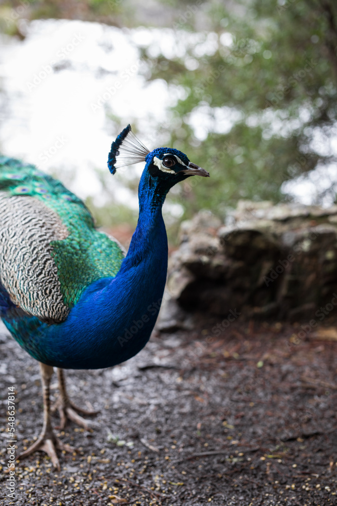 Fototapeta premium Peacock