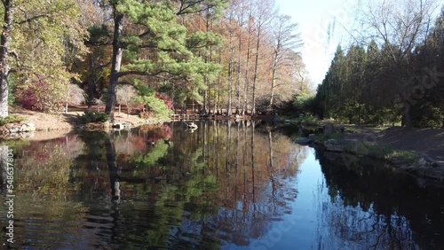 Ducks swimming in a peaceful pond