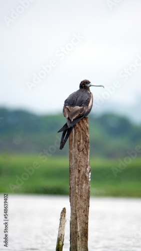 Magnificent frigatebird (Fregata magnificens) perched on a post in the La Segua wetland near Chone, Ecuador photo