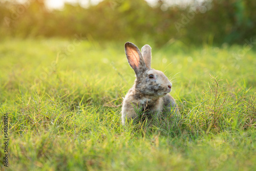 Little cute rabbit sitting on the grass. Bunny on green background.