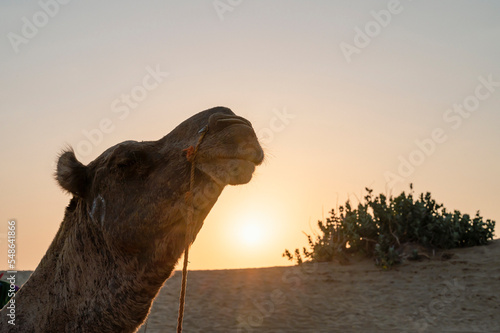Sun rising at the horizon of Thar desert, Rajasthan, India. Dromedary, dromedary camel, Arabian camel, or one-humped camel is resting on sand dune.