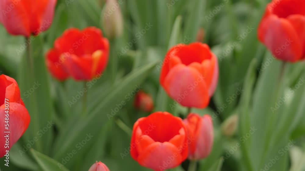 Red tulip, blossom flower swings in wind on green background Red tulip, blossom flower swings in wind on green background