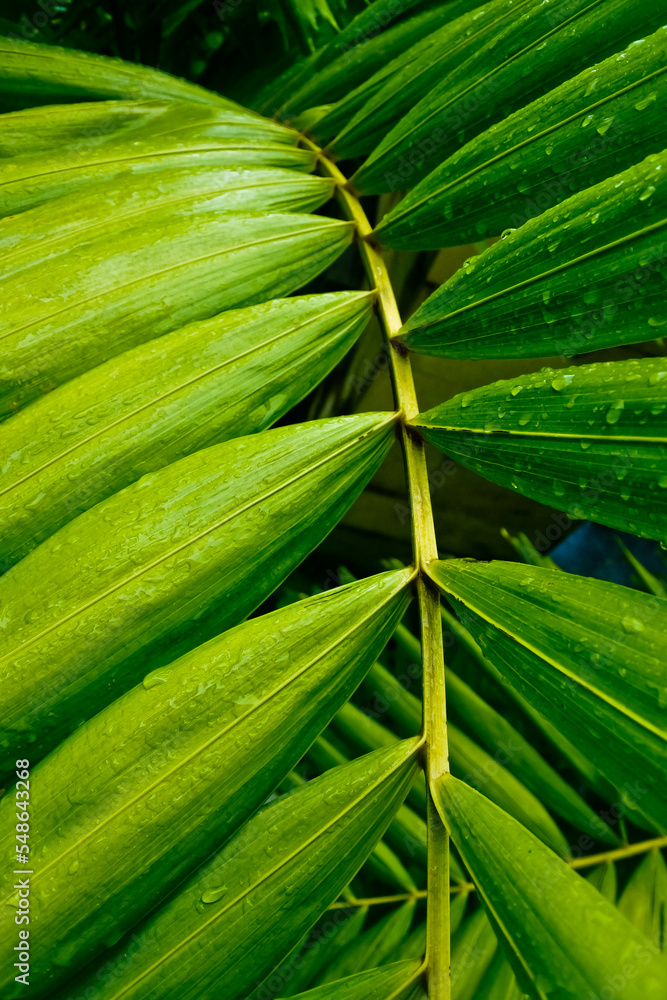 view of dew on palm fronds view of dew on palm fronds