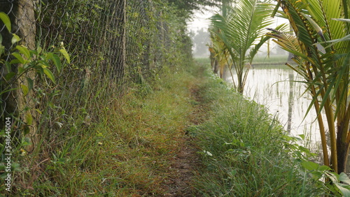 Village path, country path