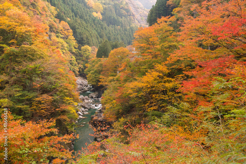 紅葉の山間に荒川の渓谷