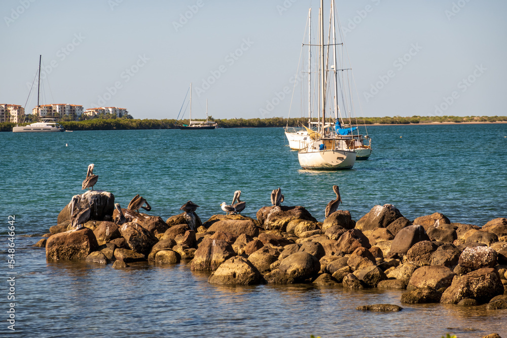 Obraz premium Pelicans in a group perch on a rock breakwater off the Malecon along the waterfront in La Paz, Baja de California Sur, Mexico. Moored yachts in background.