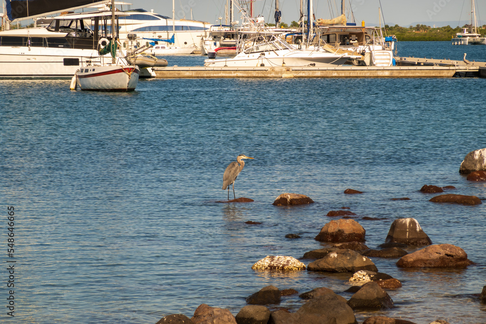 Obraz premium A great blue heron perched on rocks by the Malecon (ocean front walkway) in La Paz, Baja de California Sur, Mexico. Motor yachts in background.