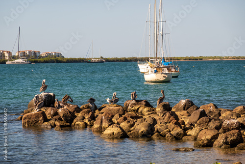 Pelicans in a group perch on a rock breakwater off the Malecon along the waterfront in La Paz, Baja de California Sur, Mexico. Moored yachts in background.