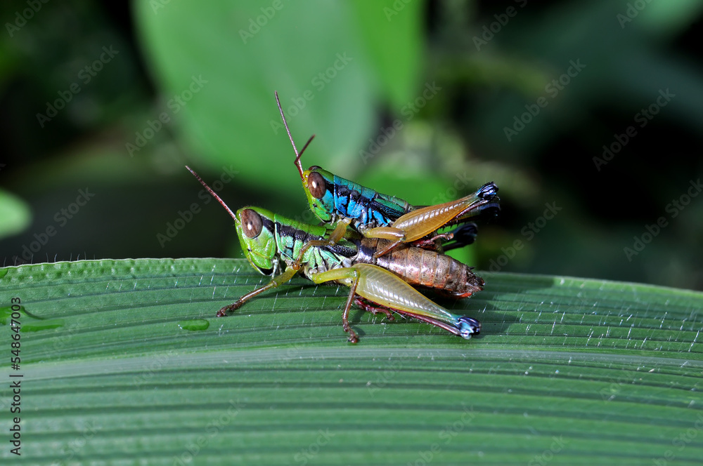 A pair of grasshoppers are mating on a green leaf selective focus blur background A pair of grasshoppers are mating on a green leaf selective focus blur background