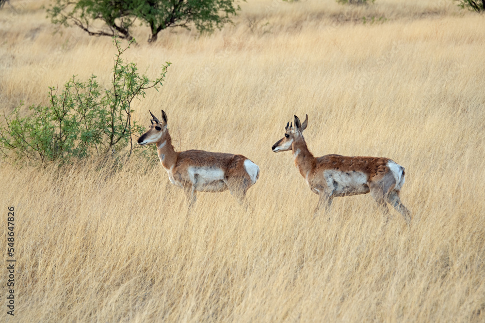 Naklejka premium Pronghorn (Antilocapra americana)