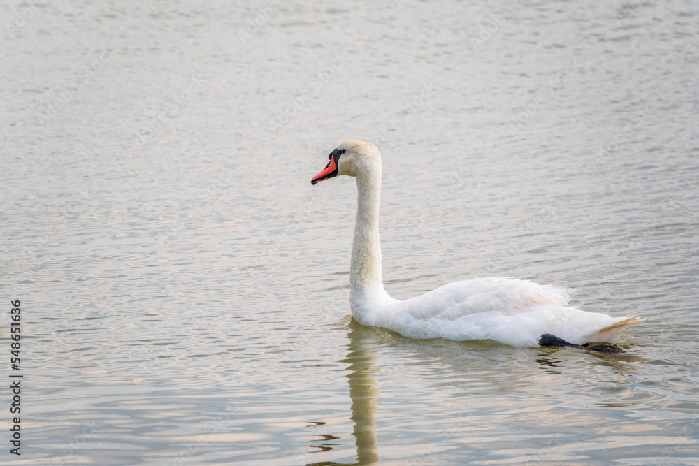 Graceful white Swan swimming in the lake, swans in the wild. Portrait of a white swan swimming on a lake. Graceful white Swan swimming in the lake, swans in the wild. Portrait of a white swan swimming on a lake.