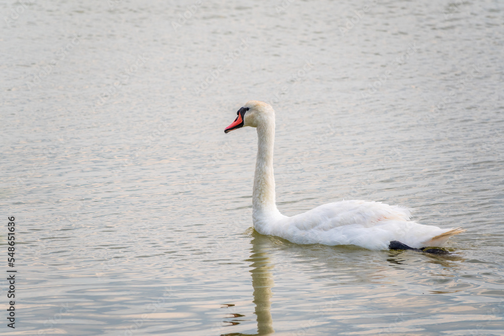 Graceful white Swan swimming in the lake, swans in the wild. Portrait of a white swan swimming on a lake.