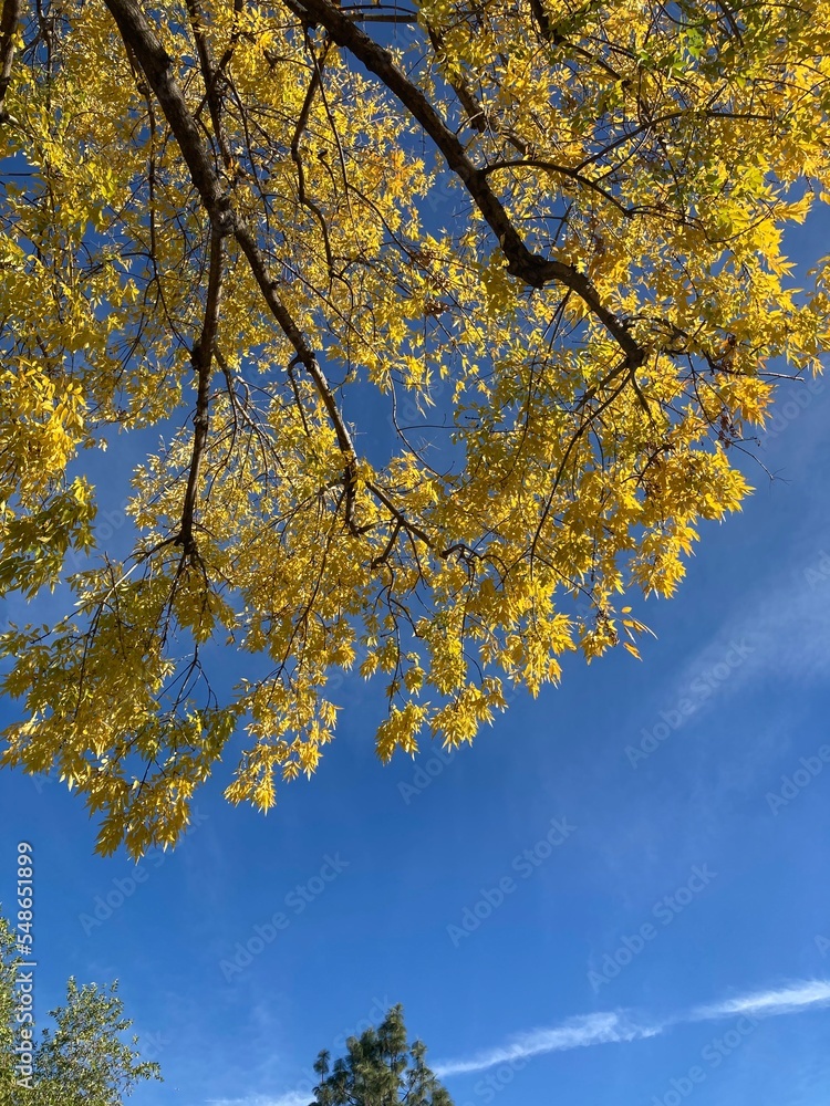 autumn leaves against blue sky autumn leaves against blue sky