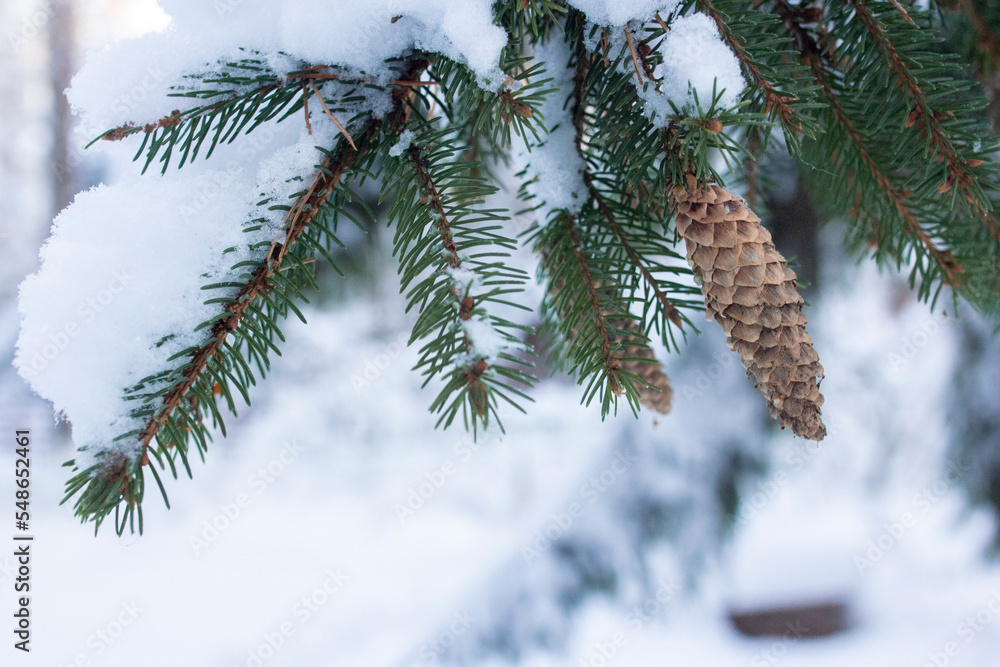 Pine and fir forest branch with cone covered in snow