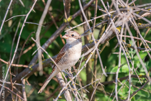 Juvenile Red-backed Shrike sitting on a tree branch.