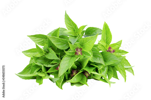 Sweet basil isolated on transparent png